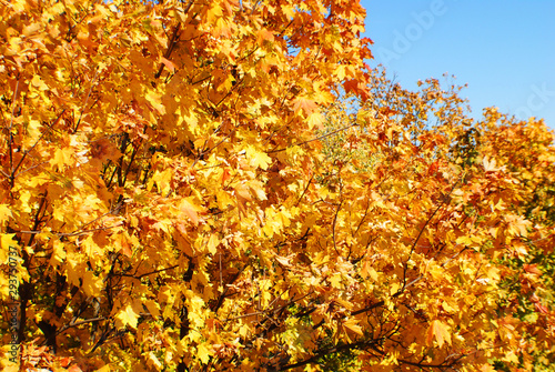 Autumn tree tops, autumn in the park, golden autumn in the metropolis