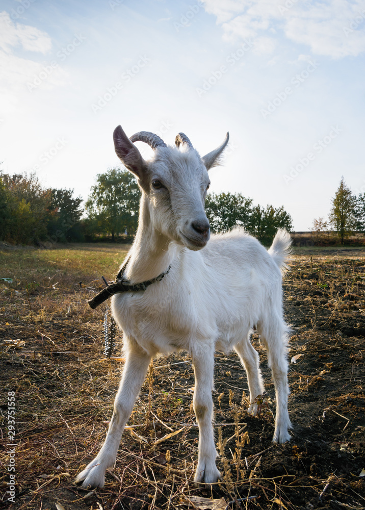 White young goat grazing in a meadow on Sunny day. A farm animal against blue sky. White young goat grazing in a meadow on Sunny day. A farm animal against blue sky.