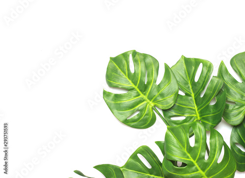tropical monstera palm leaves tree background
