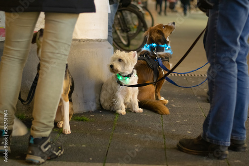 Photography Learning in the dog school, small dogs wear light collars and sit