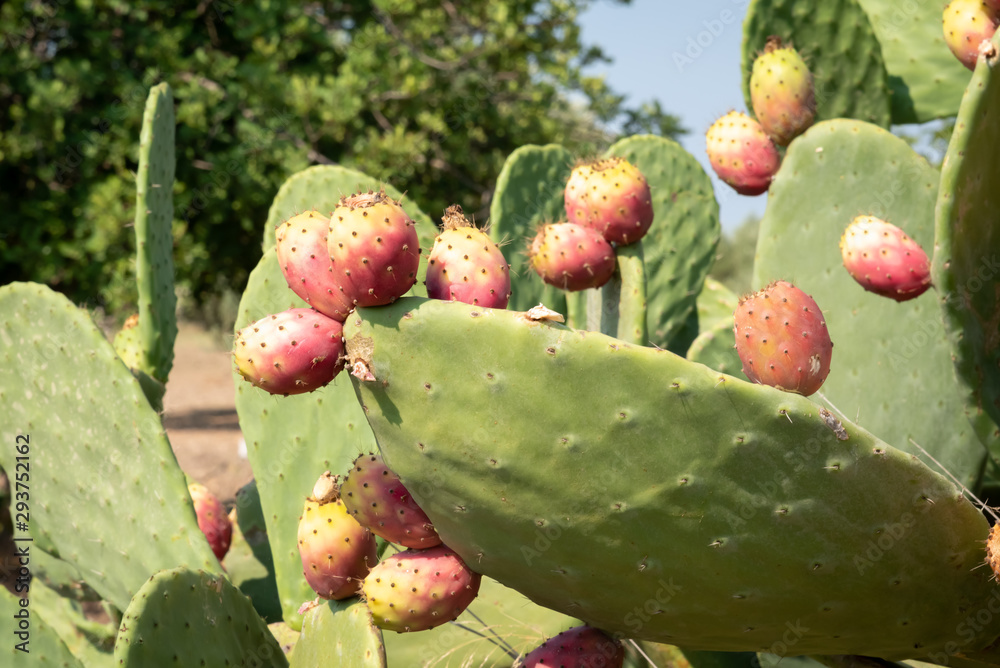 Close up view of a Prickly Pear plant and its fruits, that becomes red colored while growing. Close up view of a Prickly Pear plant and its fruits, that becomes red colored while growing.