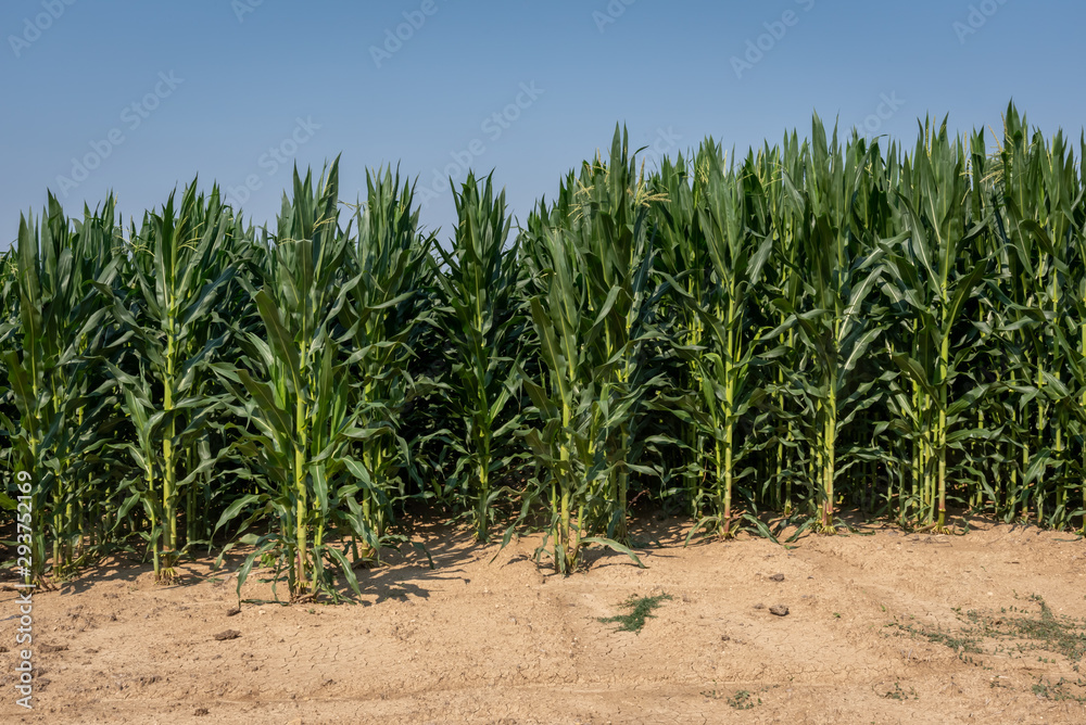 View of a cornfield in Sicily in a beautiful sunny day View of a cornfield in Sicily in a beautiful sunny day