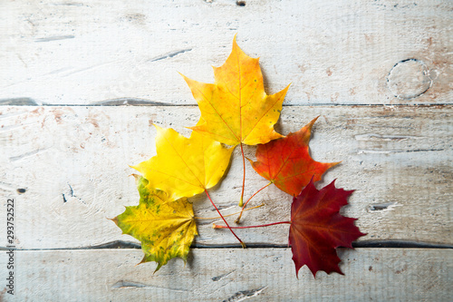 Bright autumn leaves on the white rustic desk