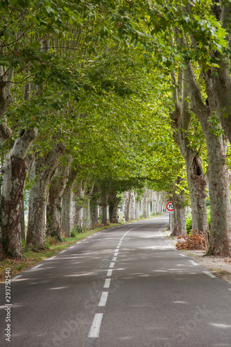 Road with avenue trees near the city of Apt, Vaucluse, Provence-Alpes-Cote d Azur region, France, Europe