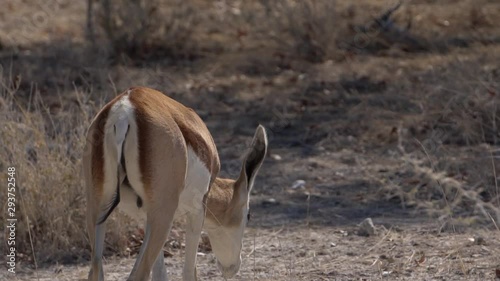 antelopes graze. springbok eat dry grass. South Africa, Namibia. slow motion