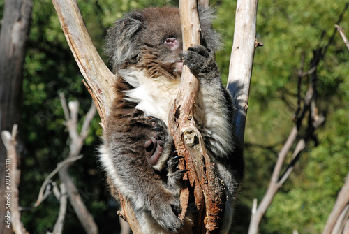 Canvas Print koala