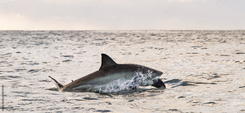 Fototapeta premium Breaching Great White Shark. Shark attacks the bait. Scientific name: Carcharodon carcharias. South Africa.