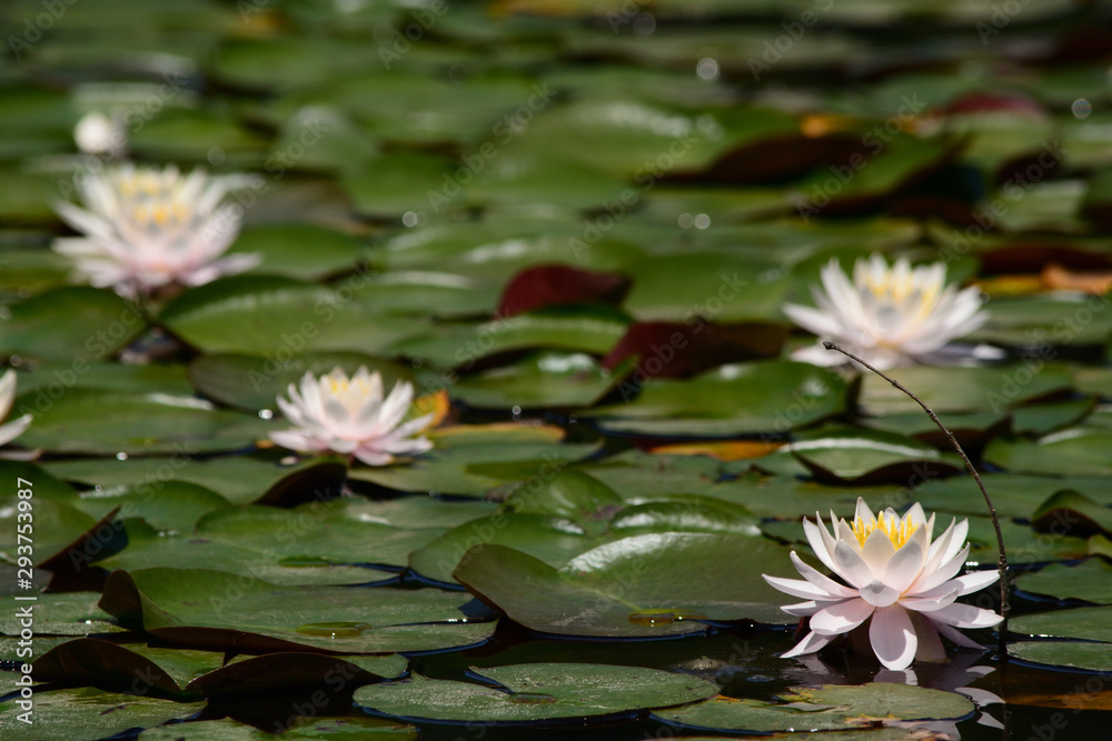 White waterlily in water garden. White waterlily in water garden.