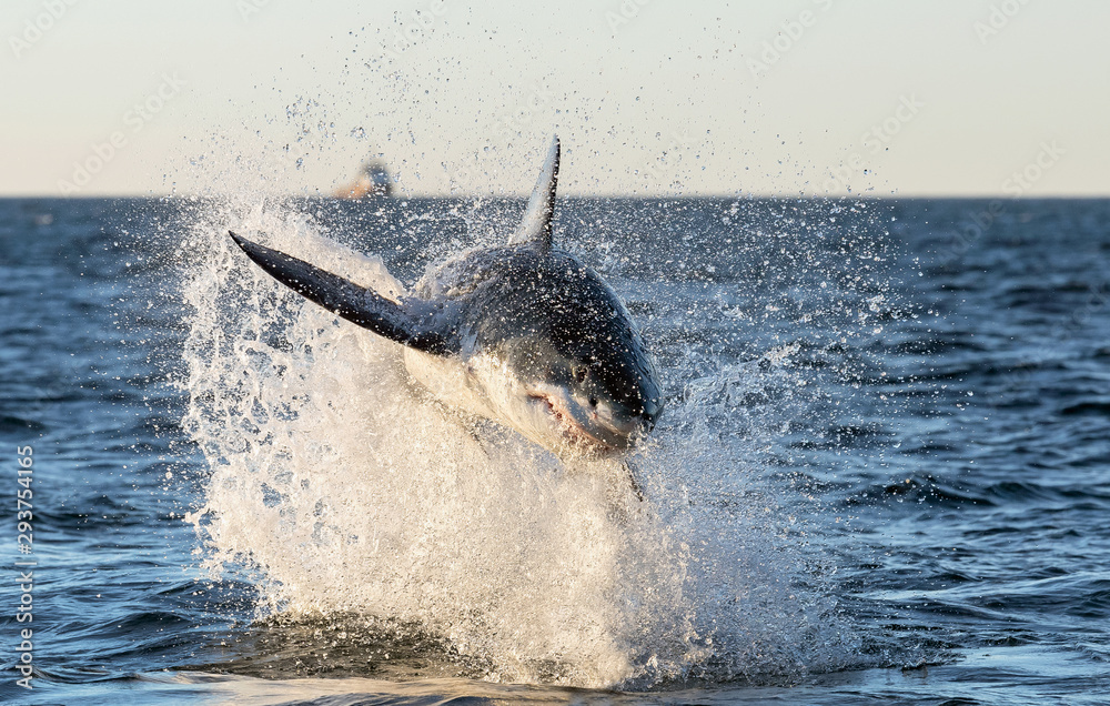 Fototapeta premium Breaching Great White Shark. Front view. Scientific name: Carcharodon carcharias. South Africa.