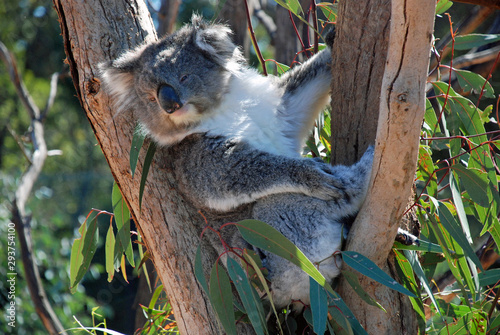 Photography koala in tree