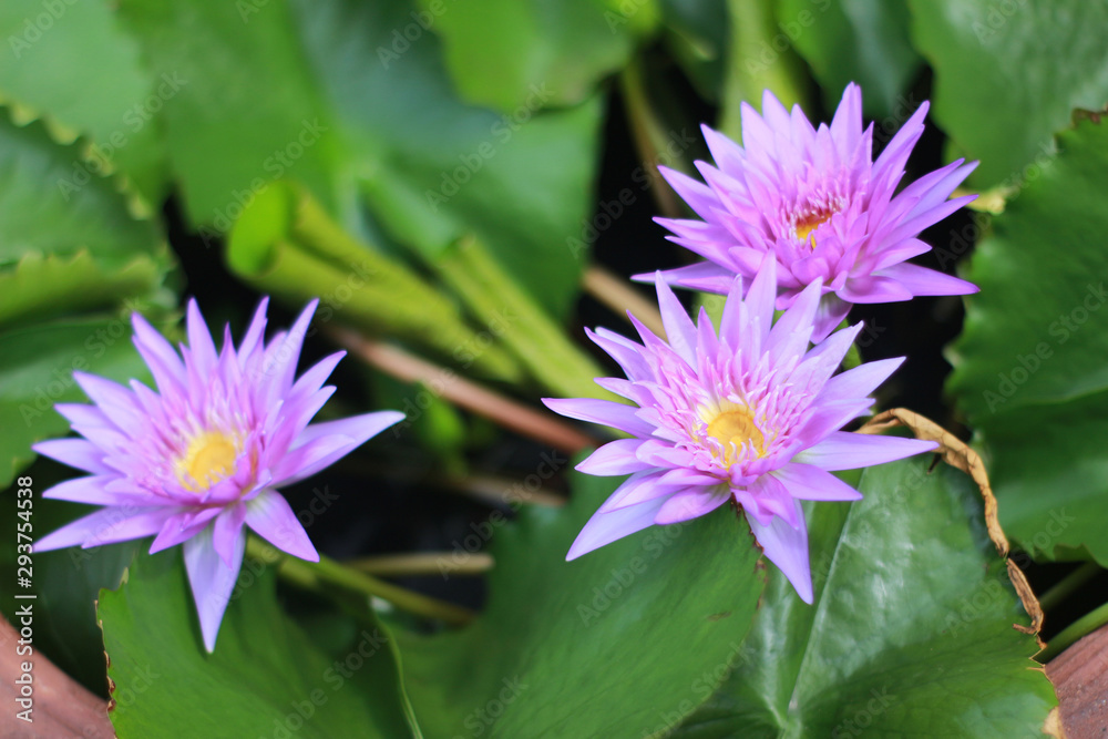 Beautiful waterlily or lotus flower in pond Beautiful waterlily or lotus flower in pond