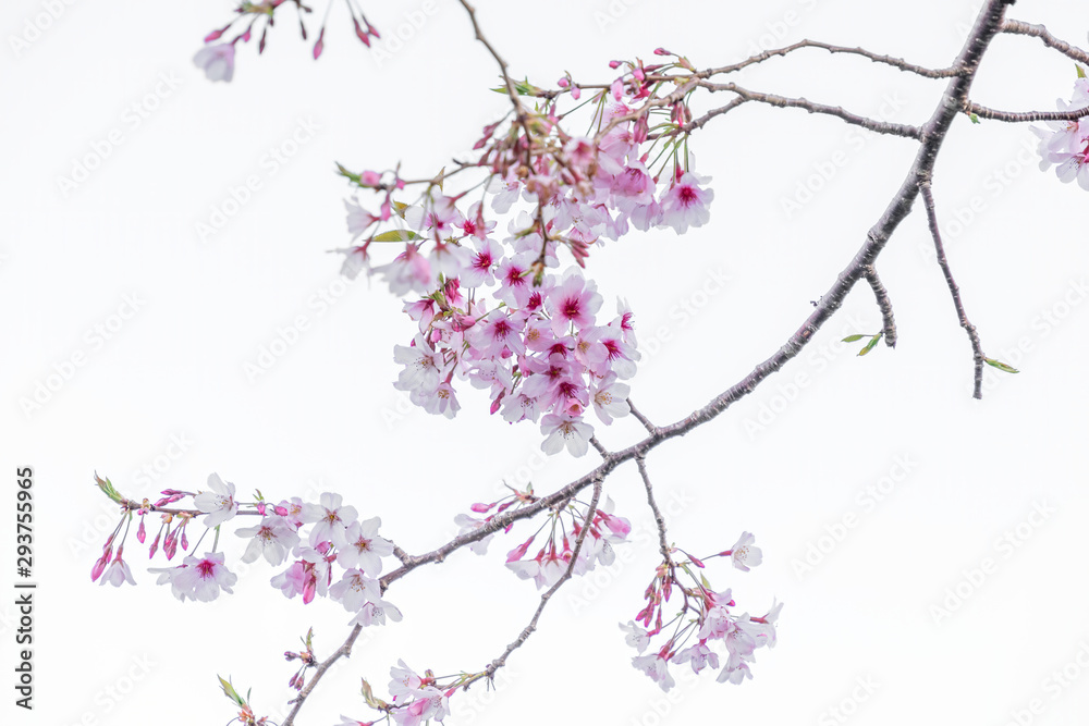 View of cherry blossom with branch View of cherry blossom with branch
