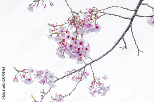 View of cherry blossom with branch © Emagnetic