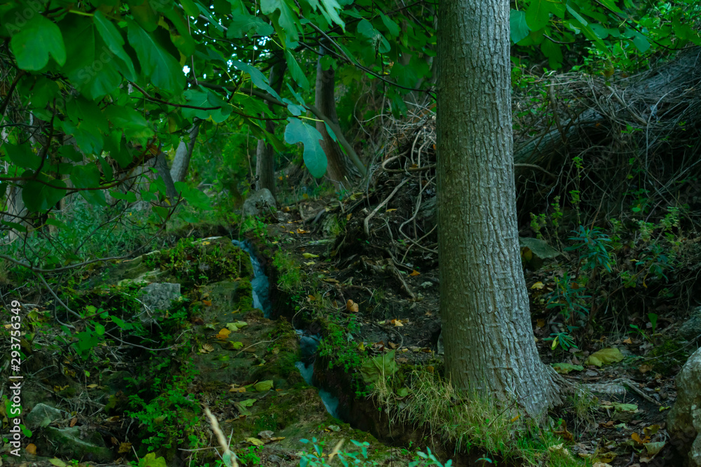 Obraz premium Arroyos en los bosques de Benizar ,Moratalla,Murcia(España)