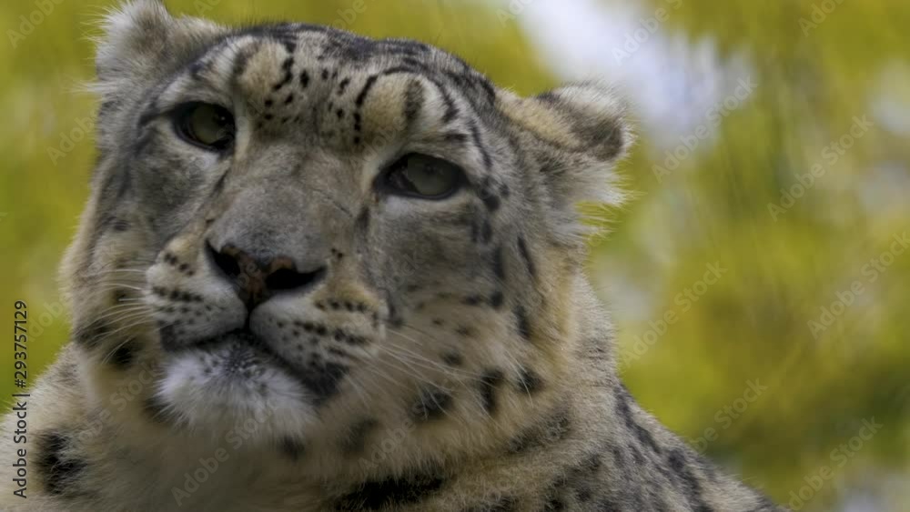 Close up of snow leopard head looking forward and than turning it. Close up of snow leopard head looking forward and than turning it.