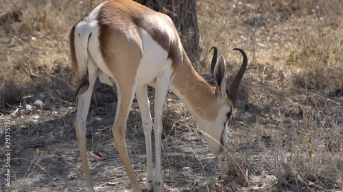antelopes graze. springbok eat dry grass. South Africa, Namibia. slow motion