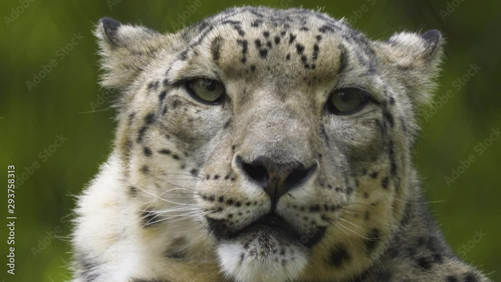 Close up of snow leopard head looking into the camera and than turning right. Close up of snow leopard head looking into the camera and than turning right.