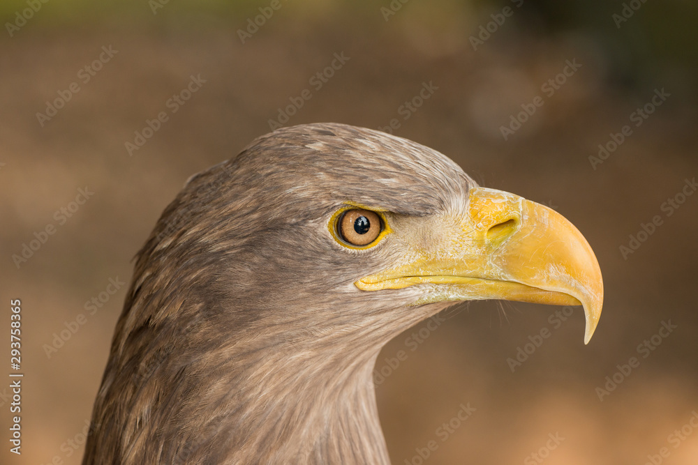 eagle head portrait