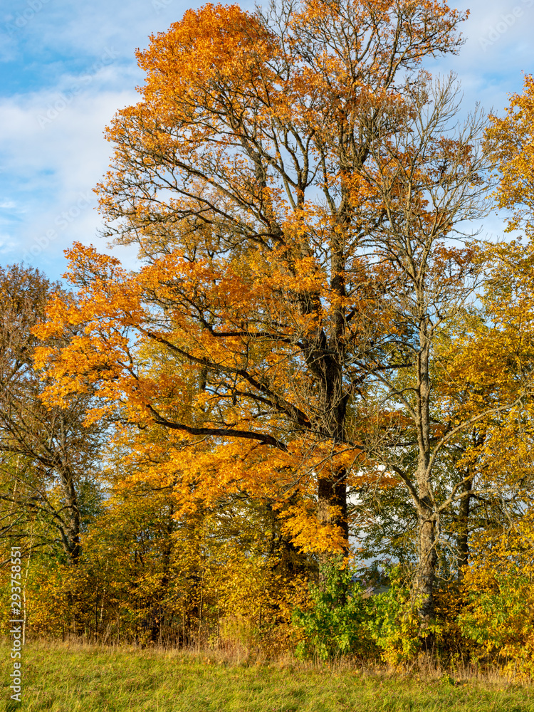Fototapeta premium Beautiful autumn landscape with colorful trees, stone fence and road