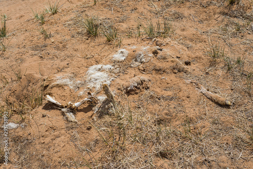 Animal cadaver in desert