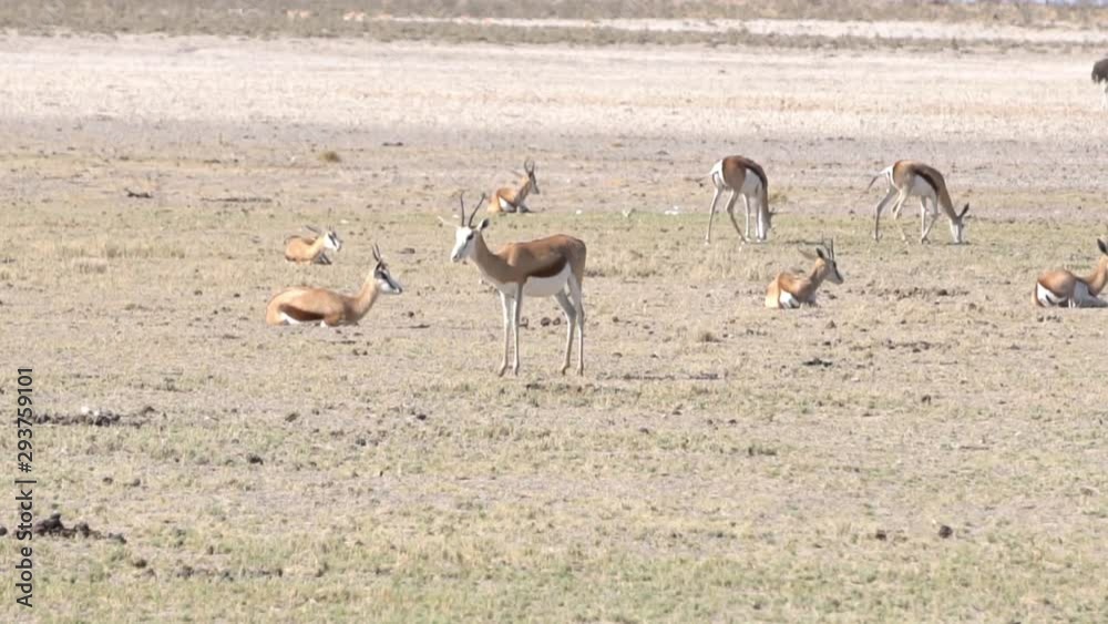 springbok antelopes in the desert springbok antelopes in the desert