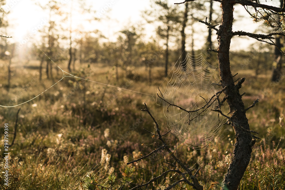 Fototapeta premium swamps in the morning fog. Lahemaa, Estonia.