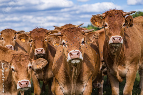 herd of limousine cows