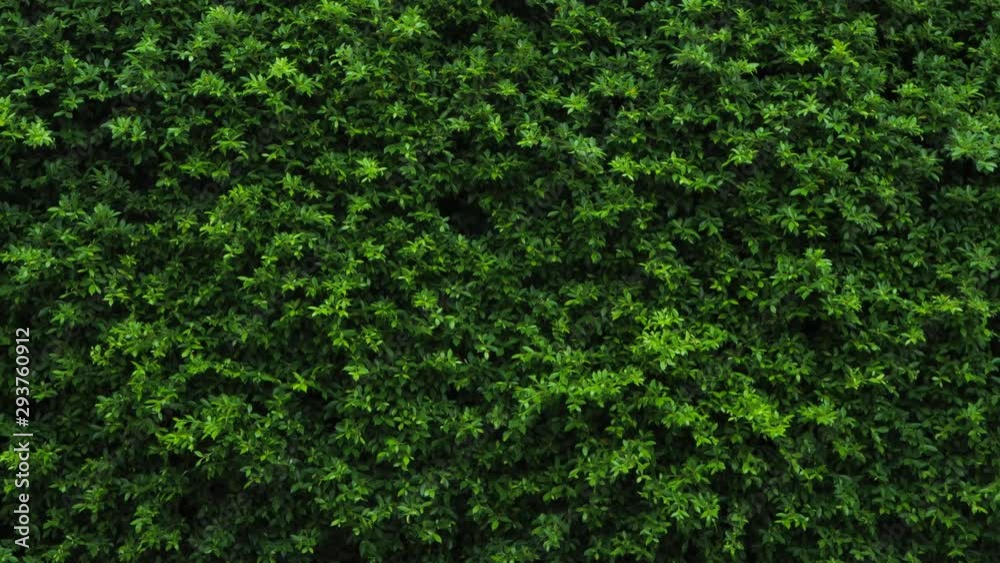 Green leaves background or the naturally walls texture