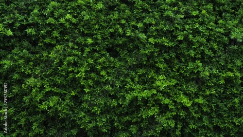 Green leaves background or the naturally walls texture