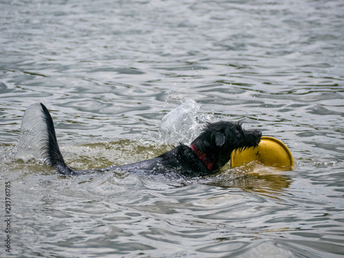 Playful border collie mix - border schnollie - swimming at water photo