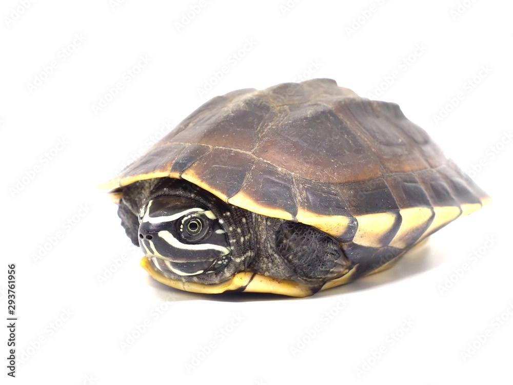 Turtle contraction in shell on a white background. Turtle contraction in shell on a white background.