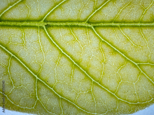 Macro green leaf on lightbox with close up structure