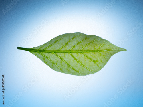 Macro Green leaf on lightbox with blue radial gredient