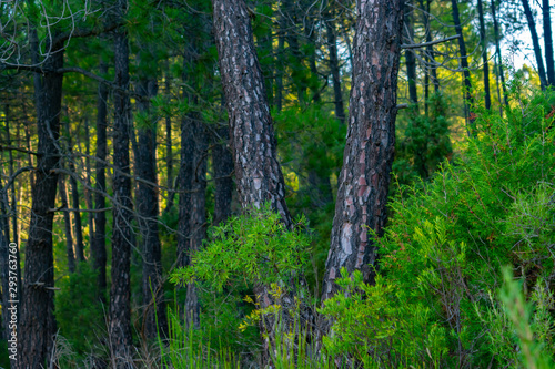 Bosque de pinos de diferentes especies en Benizar Moratalla en Espa  a