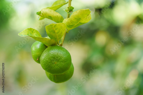 Wallpaper Mural Lime or green lemon tree with blurred background. Torontodigital.ca