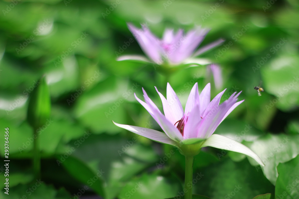 Beautiful waterlily or lotus flower in pond Beautiful waterlily or lotus flower in pond