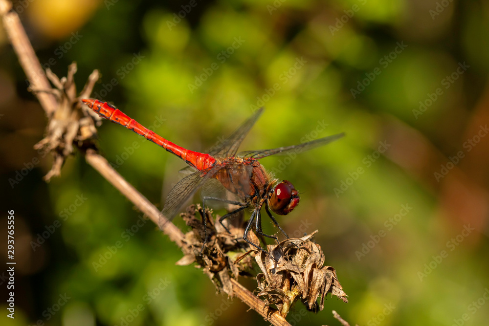Red dragonfly the vagrant darter (Sympetrum vulgatum) is a European dragonfly. Sitting and resting on a plant. Sunbathing in the sun. Looking out for hist territory from the competitor. Green plants 