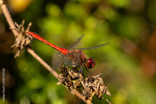 Red dragonfly the vagrant darter (Sympetrum vulgatum) is a European dragonfly. Sitting and resting on a plant. Sunbathing in the sun. Looking out for hist territory from the competitor. Green plants 