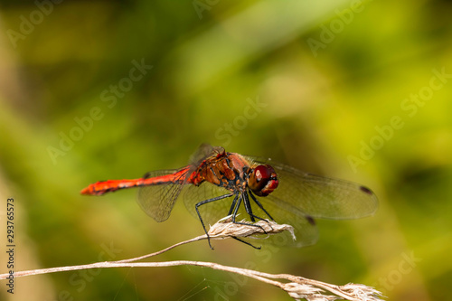 Red dragonfly the vagrant darter (Sympetrum vulgatum) is a European dragonfly. Sitting and resting on a plant. Sunbathing in the sun. Looking out for hist territory from the competitor. Green plants