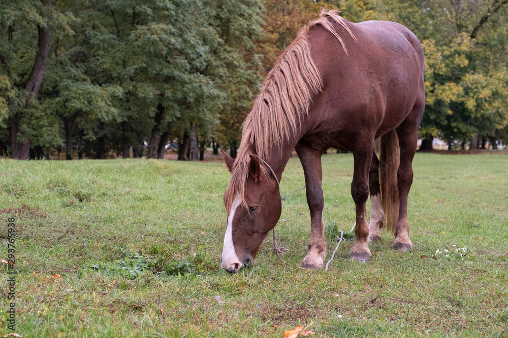 Brown horse grazes in the meadow