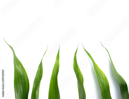 Slika na platnu nature green leaves on white background