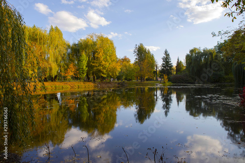 Fototapeta Naklejka Na Ścianę i Meble -  View of autumn lake in city park, yellow - green trees reflect in water. Autumn landscape.