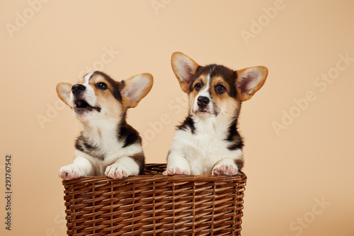 fluffy welsh corgi puppies in wicker basket isolated on beige