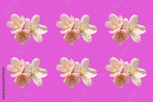 sakura flowers isolated on pink background