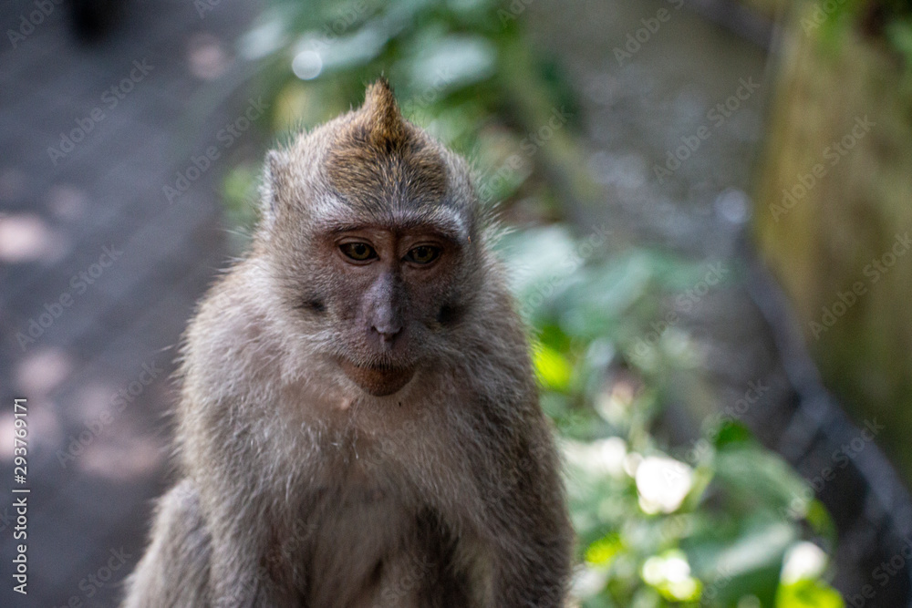 Obraz premium monkey thinking about something