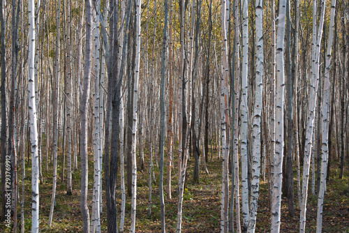 Fototapeta Naklejka Na Ścianę i Meble -  Beautiful autumn forest with different young trees
