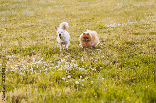 Adventure seekers team. Two funny dogs are walking the field with flowers. Play pet time