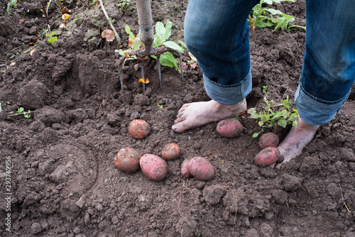 Fototapeta Naklejka Na Ścianę i Meble -  Digging Up Potatoes, seasonal farm works