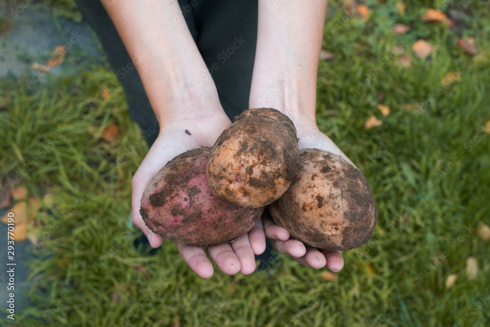 Farmer's hands with freshly harvested potato Farmer's hands with freshly harvested potato