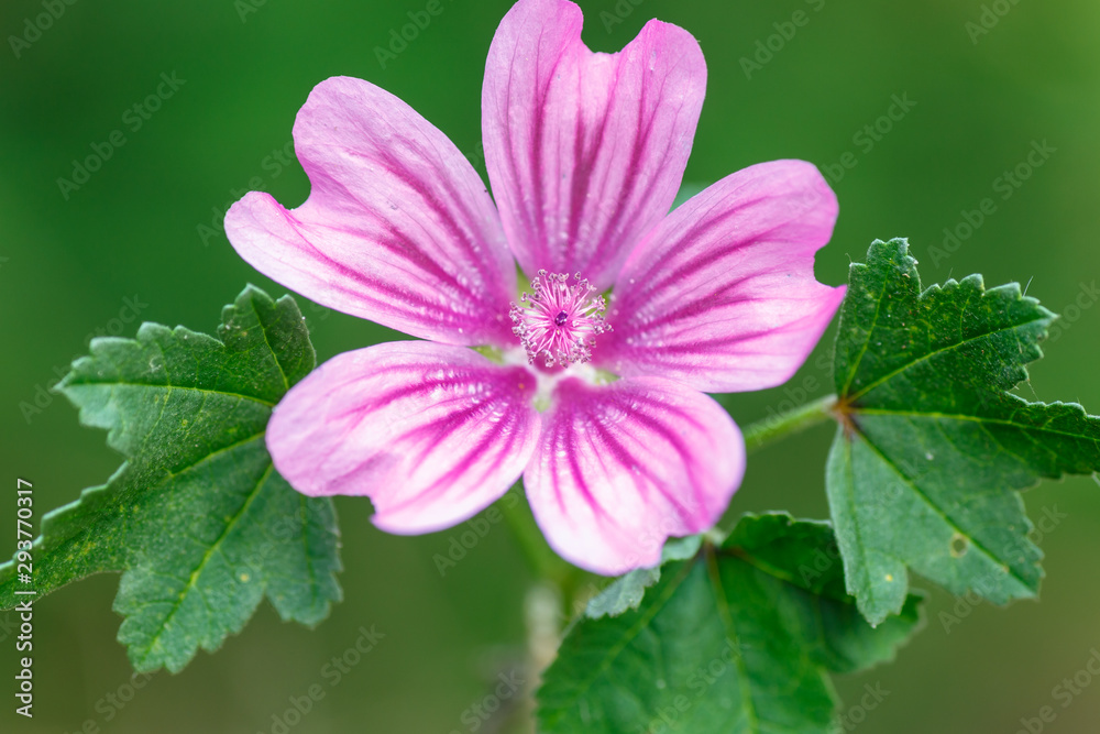 Foto de Detalle flor y hojas de la planta malva común, sylvestris. do